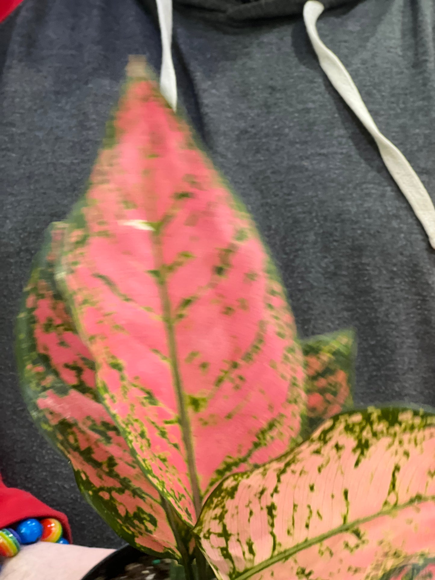 Aglaonema Lady Valentine