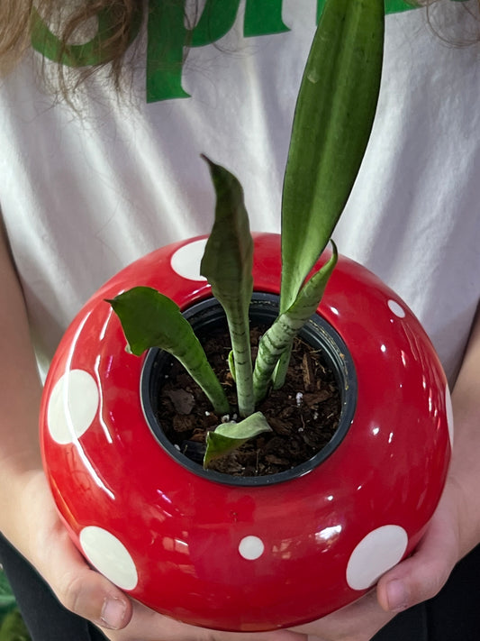 Sansevieria Silver Streak