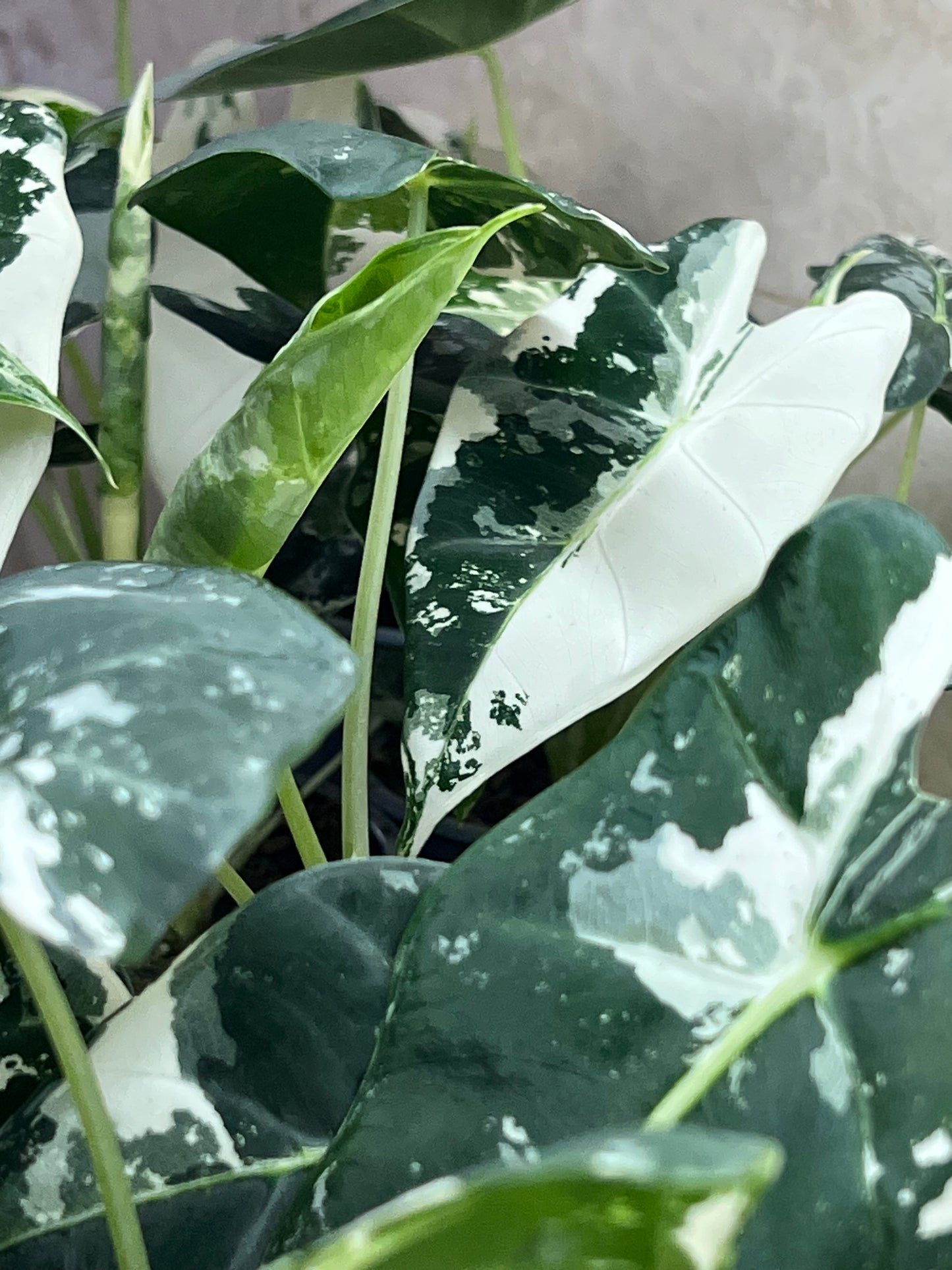 Alocasia Frydek Variegated