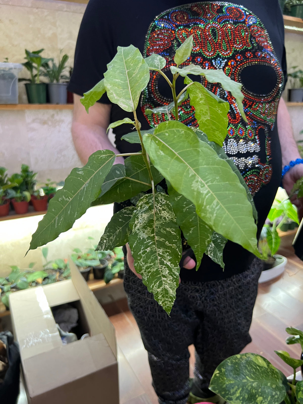 Ficus CottonColour