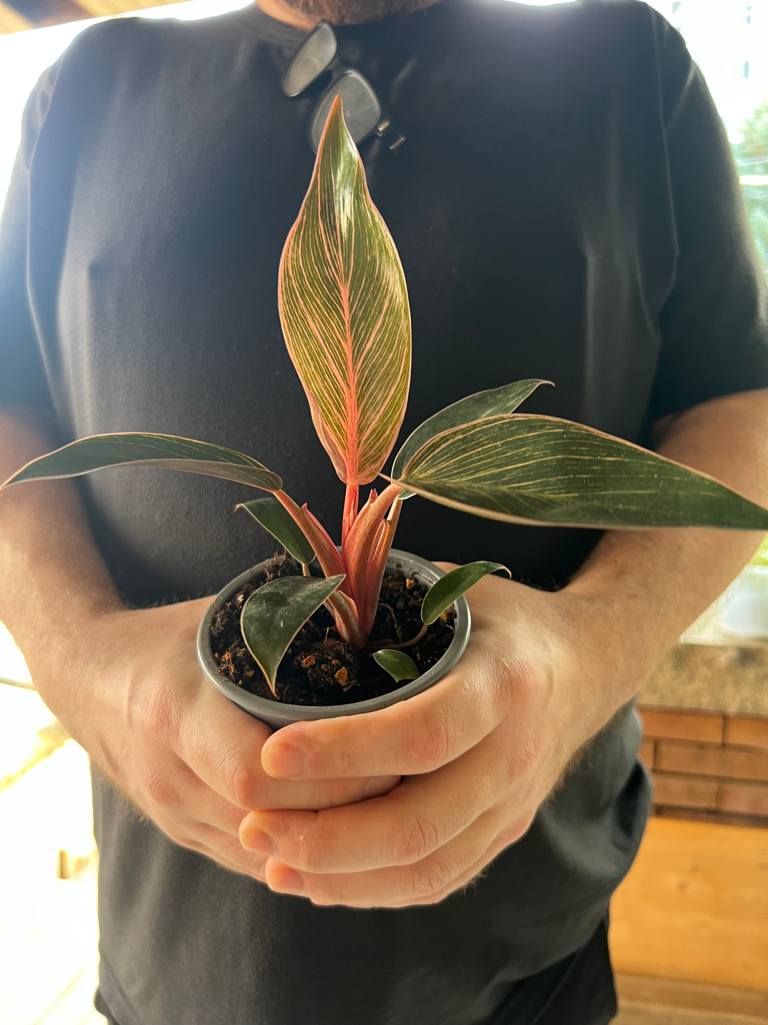 Philodendron Pink Birkin