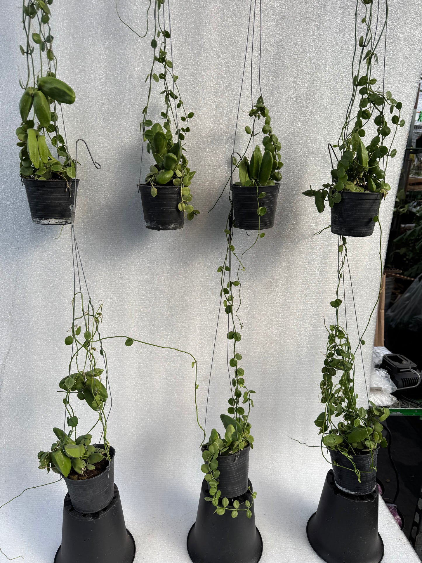 Dischidia Major (Pre-Order)