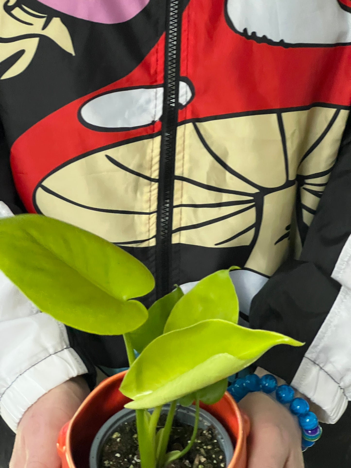 Monstera Deliciosa lemon lime