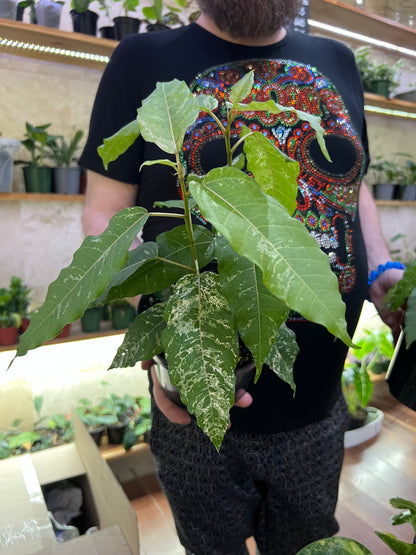 Ficus CottonColour