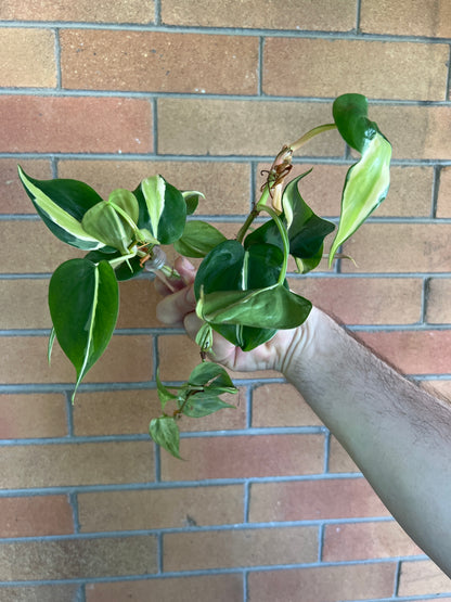 Philodendron cuttings package