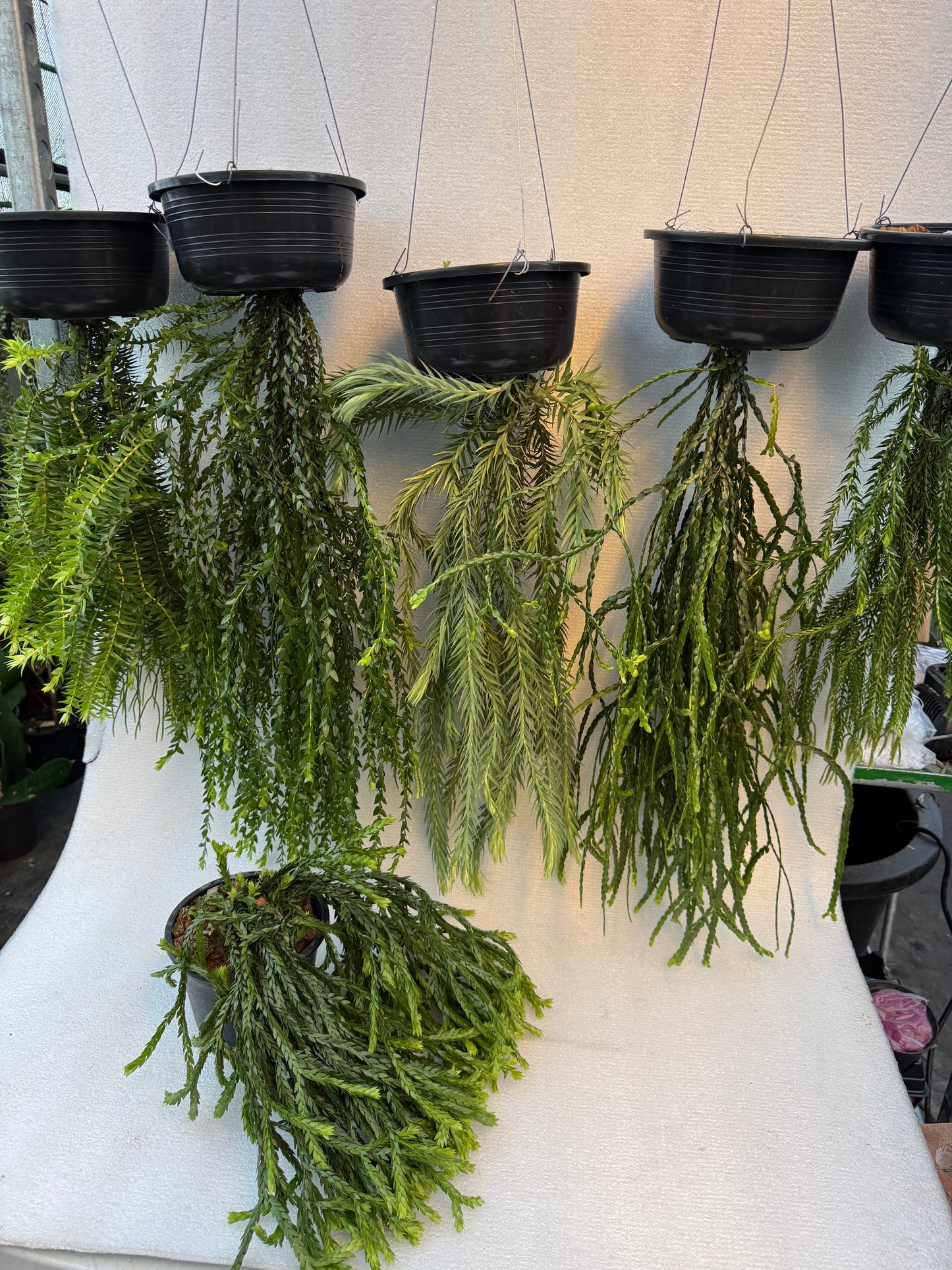 Huperzia Goebelii (Pre-Order)