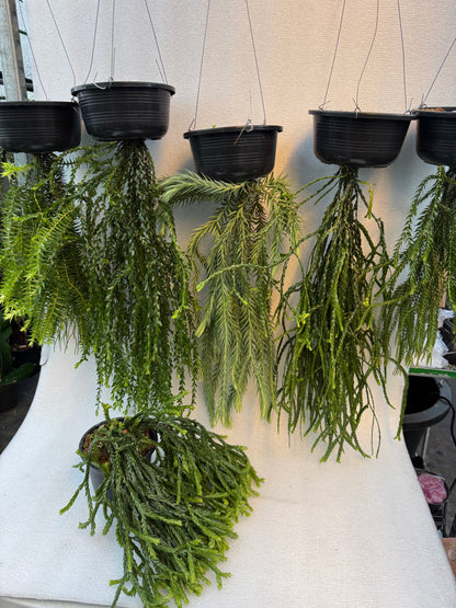 Huperzia Goebelii (Pre-Order)