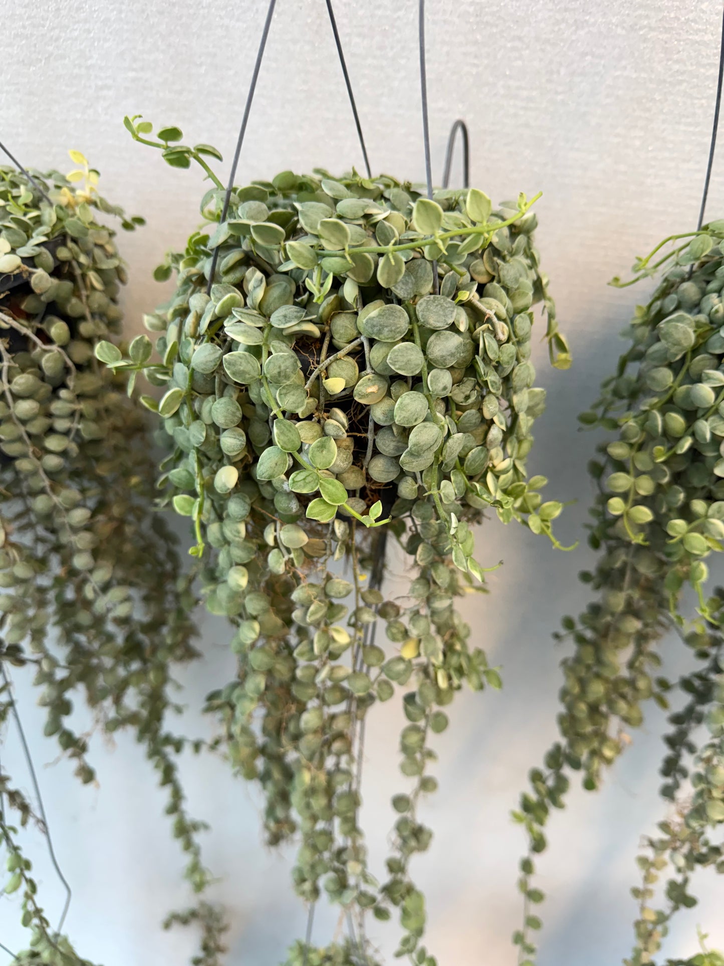 Dischidia Nummularia  Variegata (Variegated String of Nickels) (Pre-Order)