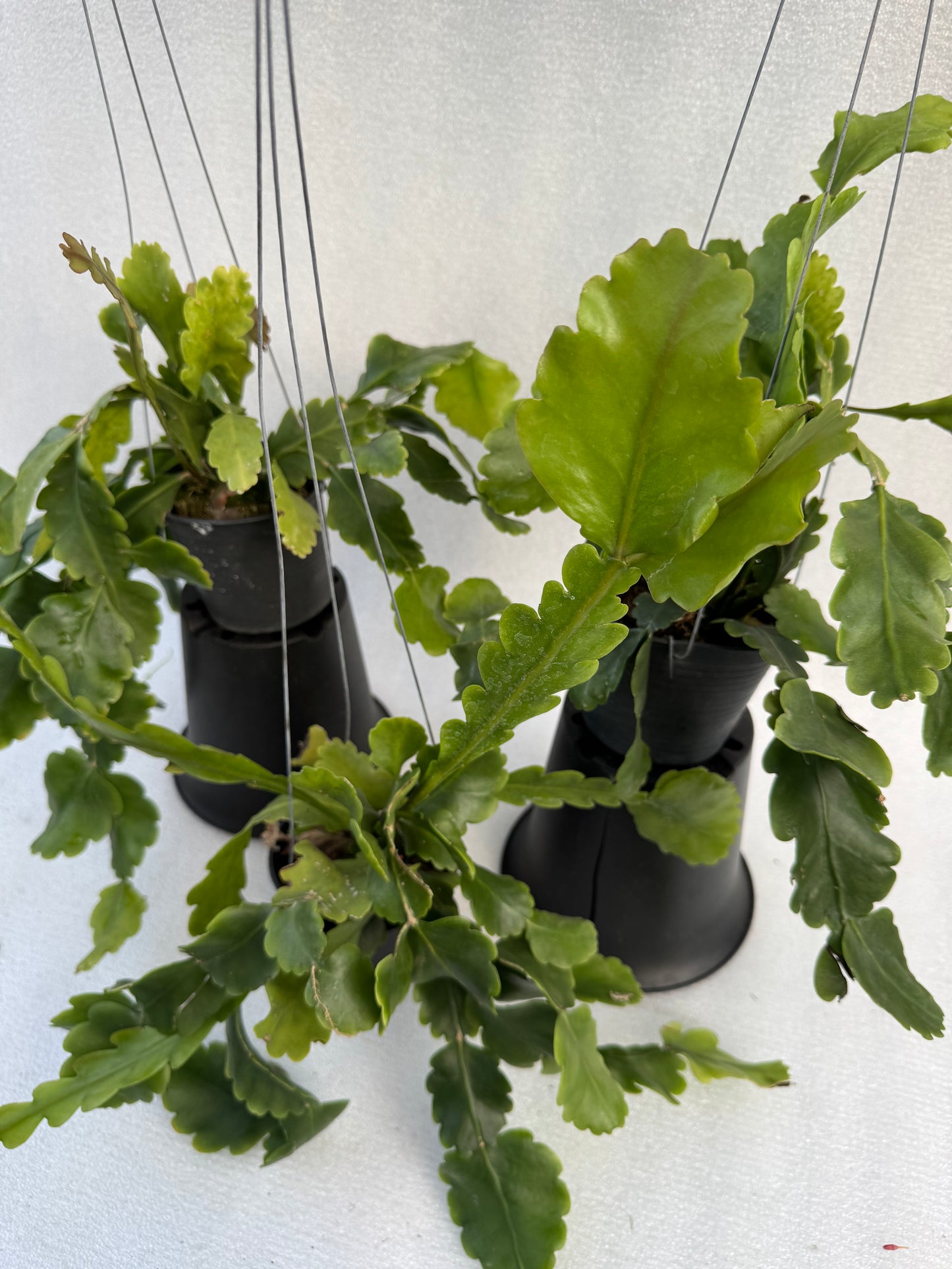 Rhipsalis Oblonga  (Pre-Order)