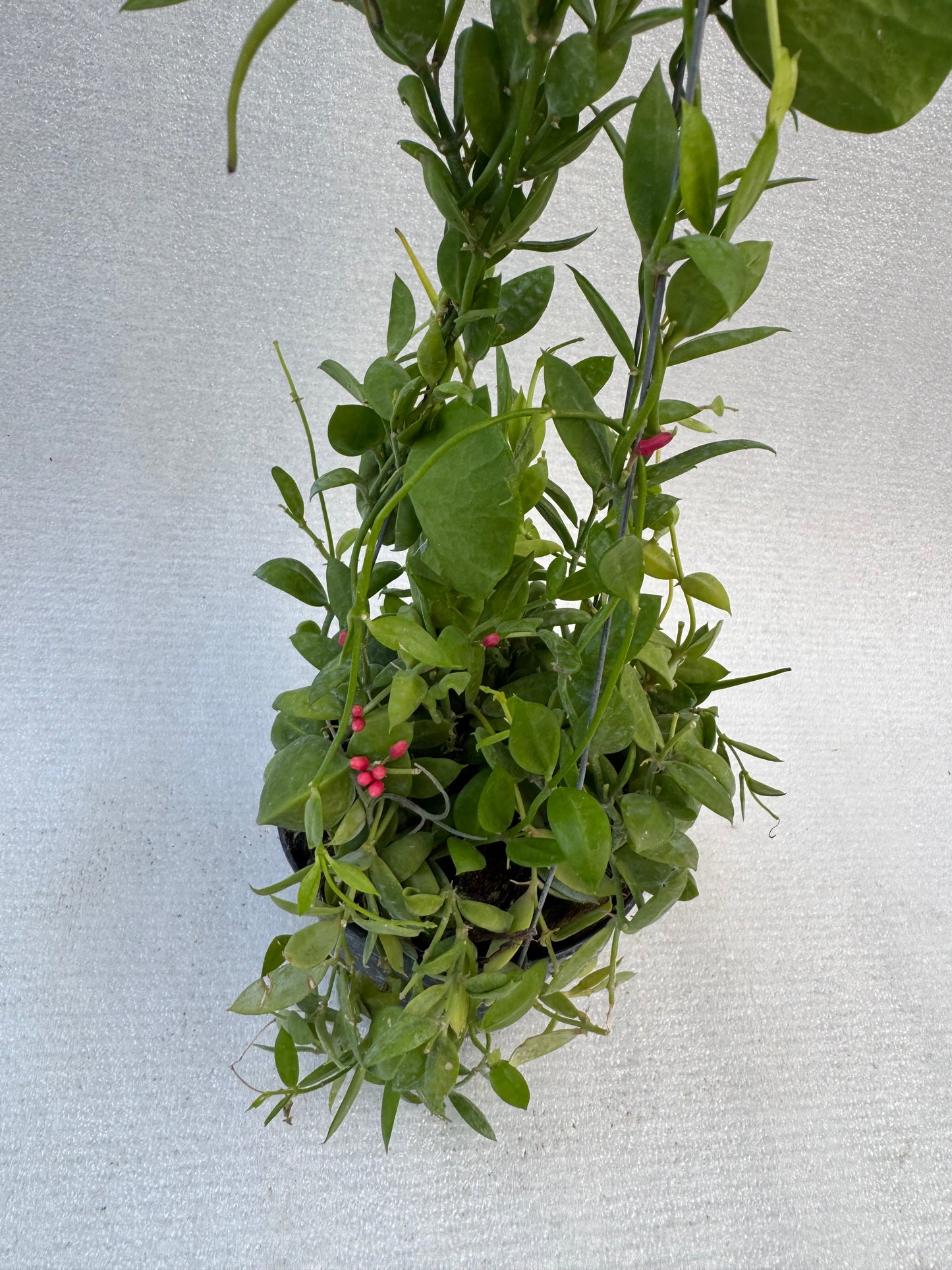 Dischidia Ant Plant  (Pre-Order)
