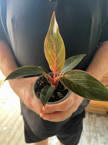 Philodendron Pink Birkin