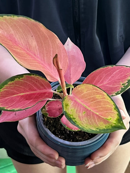 Aglaonema Pink Valentine