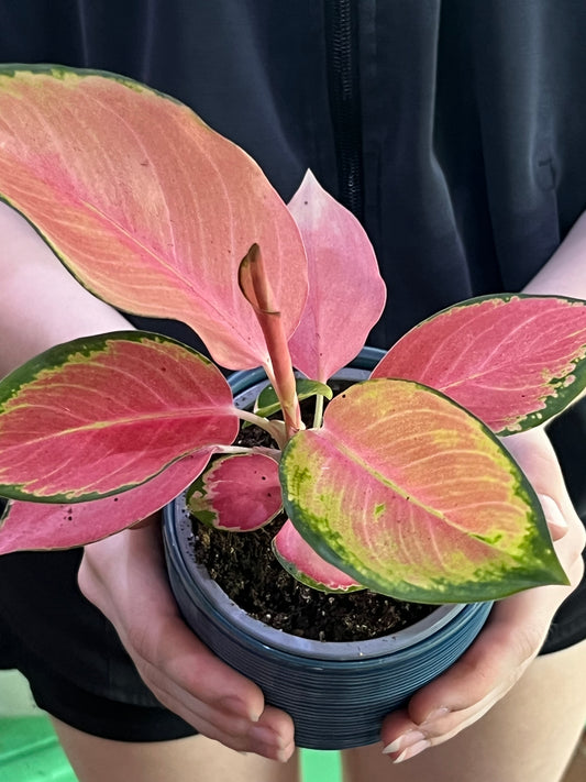 Aglaonema Pink Valentine