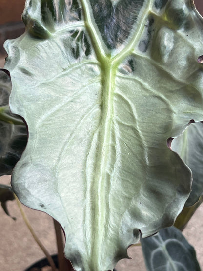 Alocasia Venom