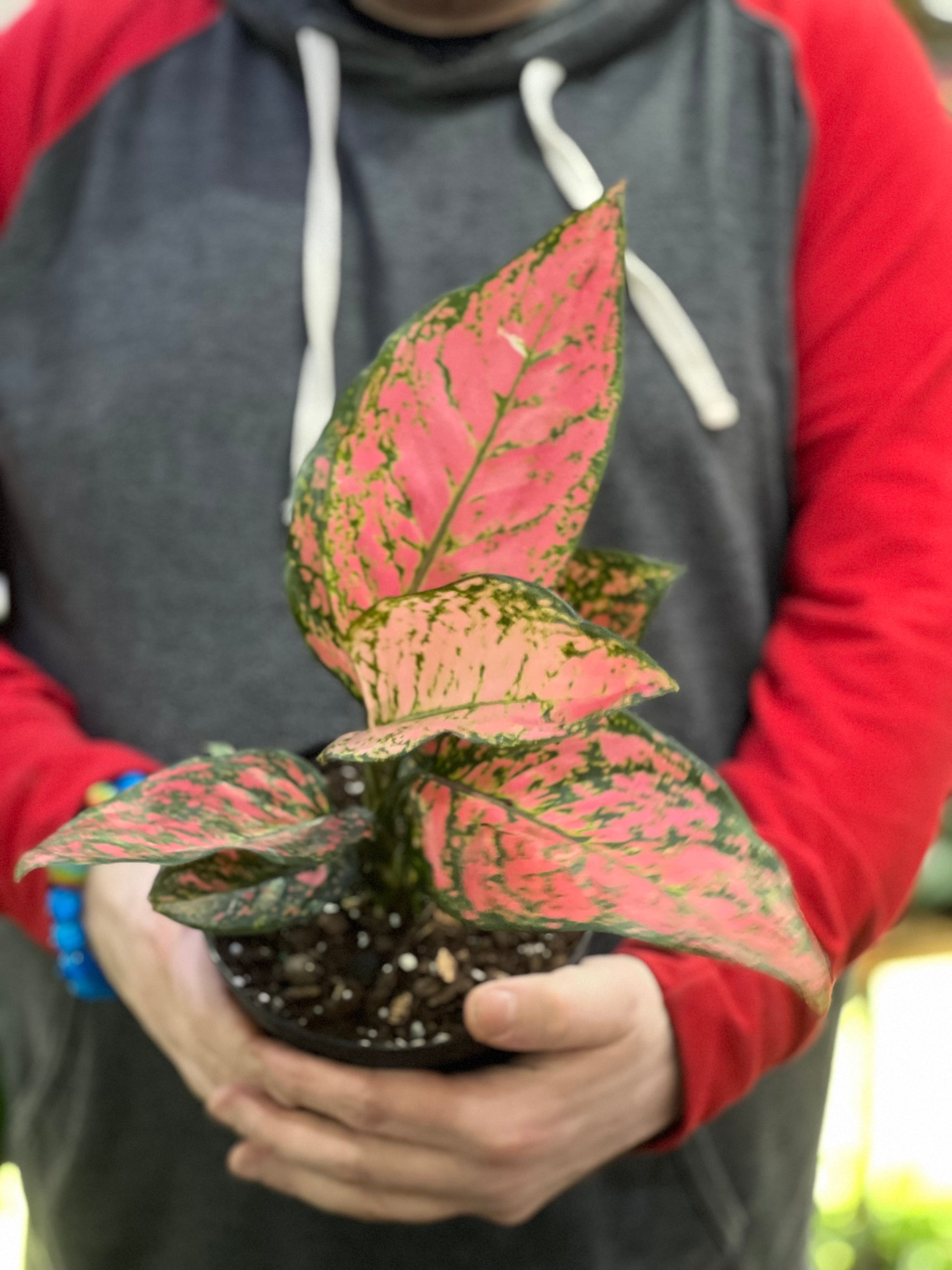 aglaonema red valentine for sale Aglaonema Pink Valentine Care