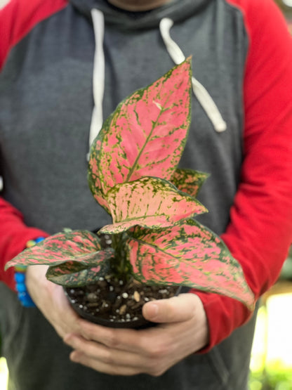 Aglaonema Lady Valentine