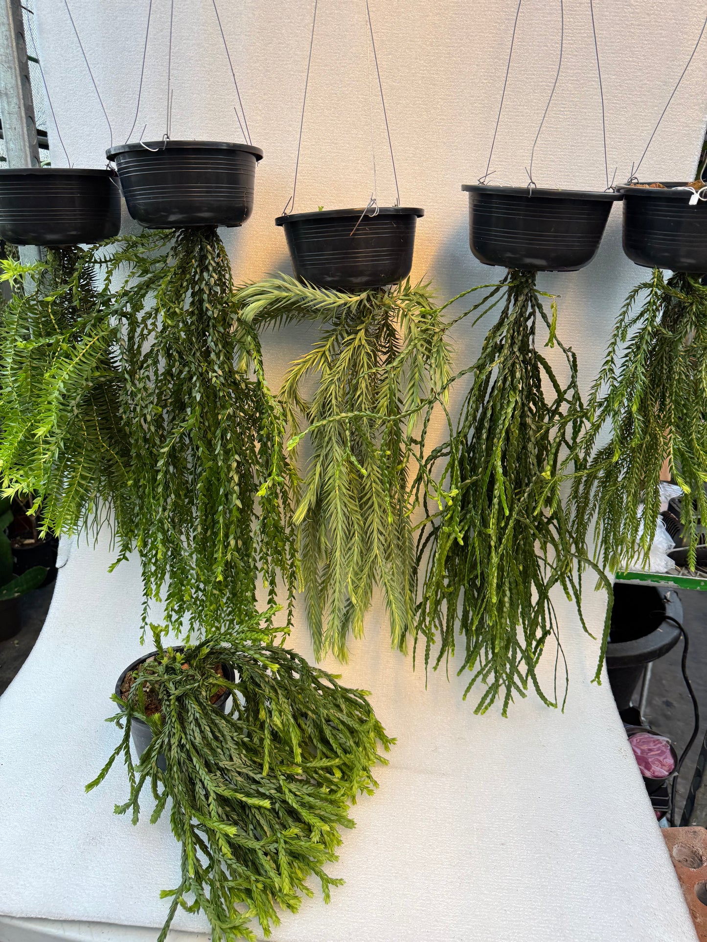 Huperzia Goebelii (Pre-Order)