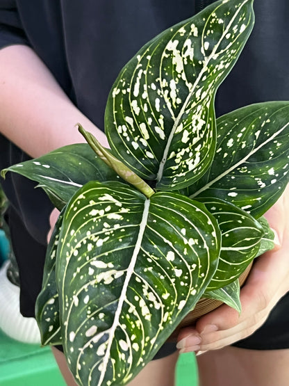 Aglaonema White Stripes