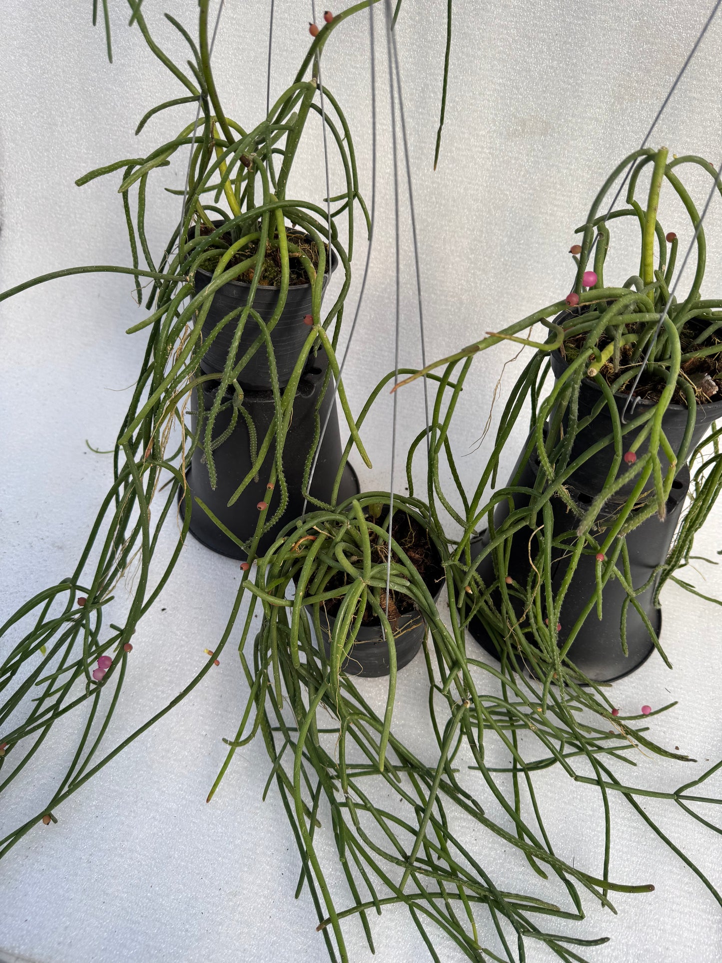 Rhipsalis Baccifera  Pink Pearl (Pre-Order)