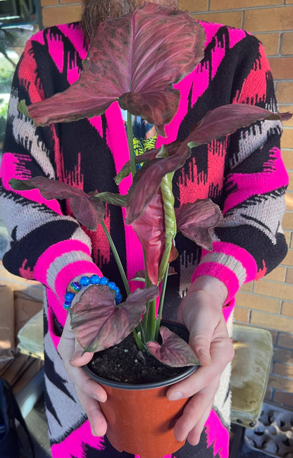 Syngonium Orm Nak