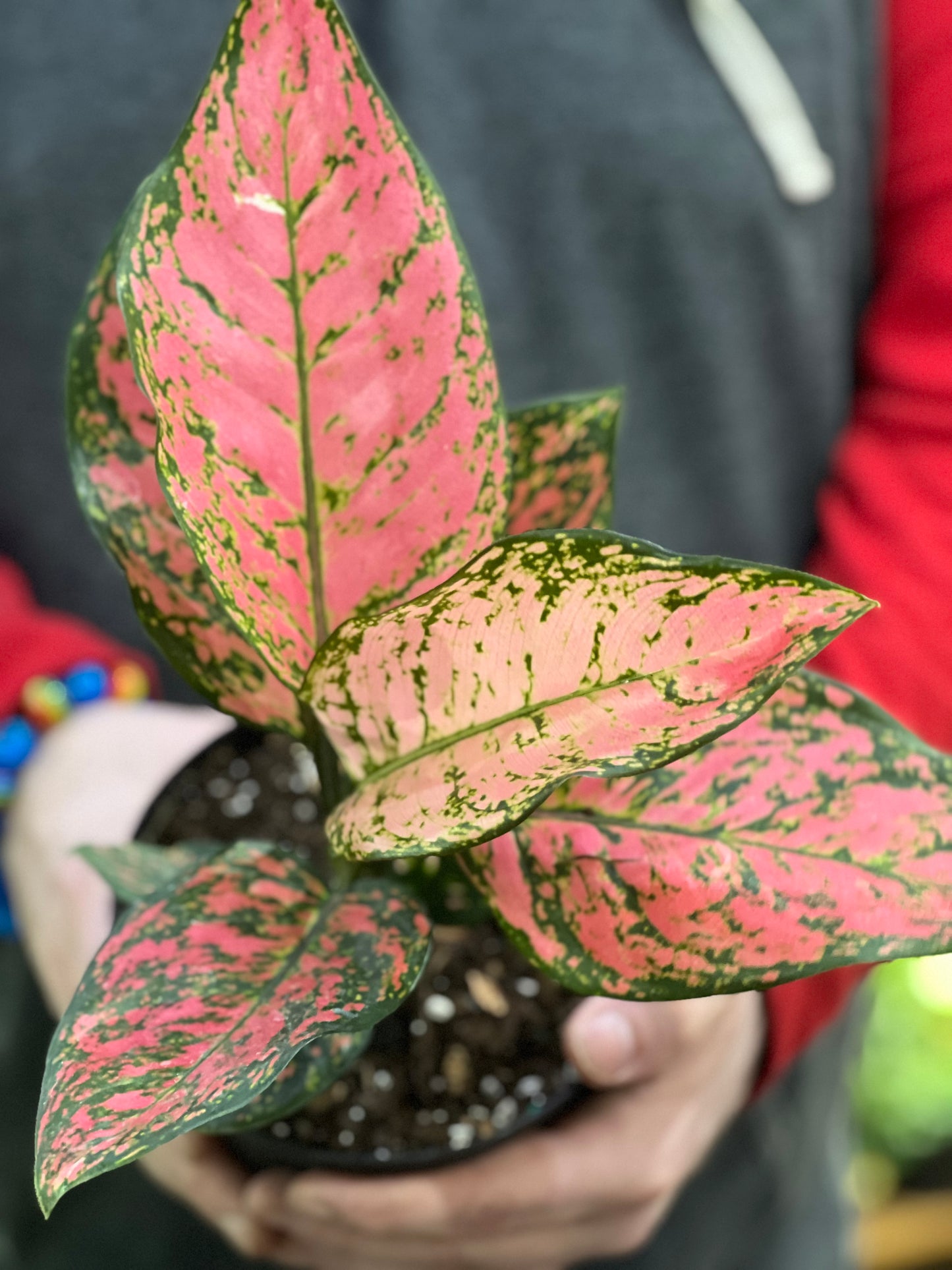 aglaonema pink lady flower Aglaonema Pink Valentine Care