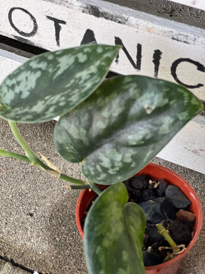 Scindapsus Black Mamba