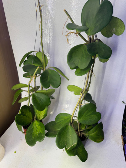 Hoya Kerrii Reverse Variegata (Pre-Order)