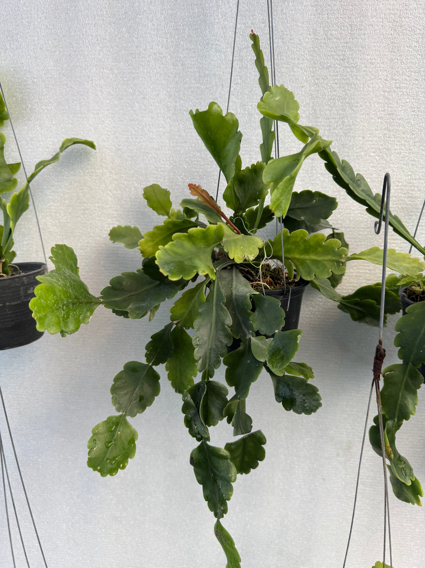 Rhipsalis Oblonga  (Pre-Order)