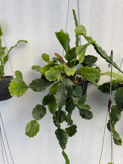 Rhipsalis Oblonga  (Pre-Order)