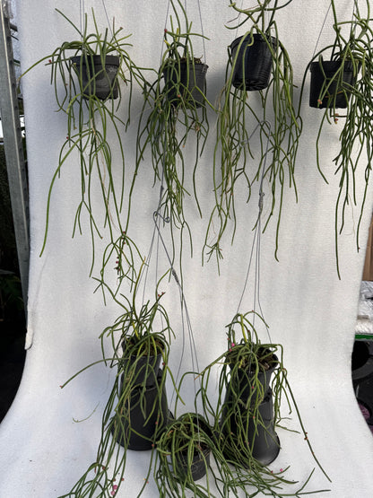 Rhipsalis Baccifera  Pink Pearl (Pre-Order)