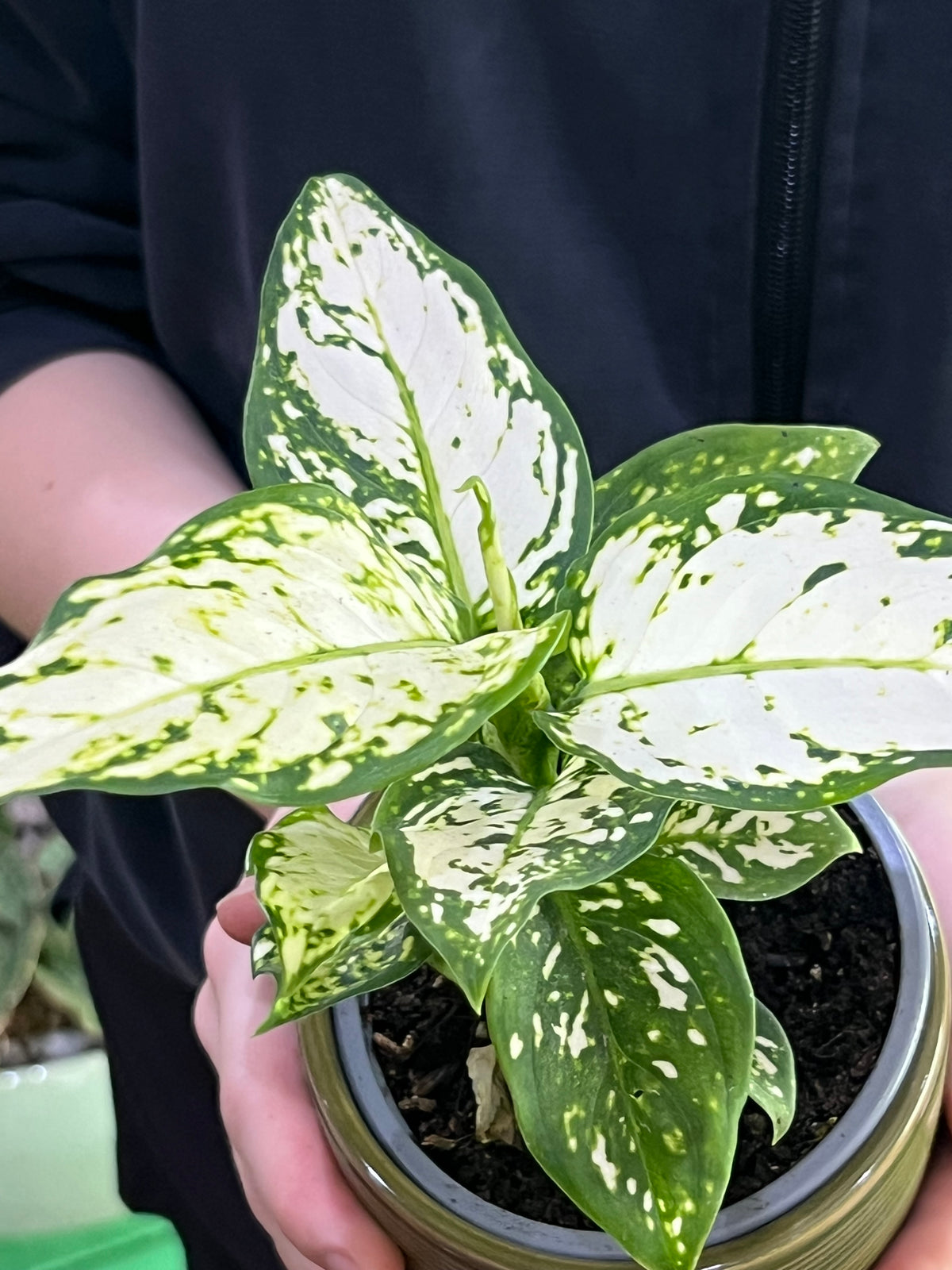 Aglaonema Super  White