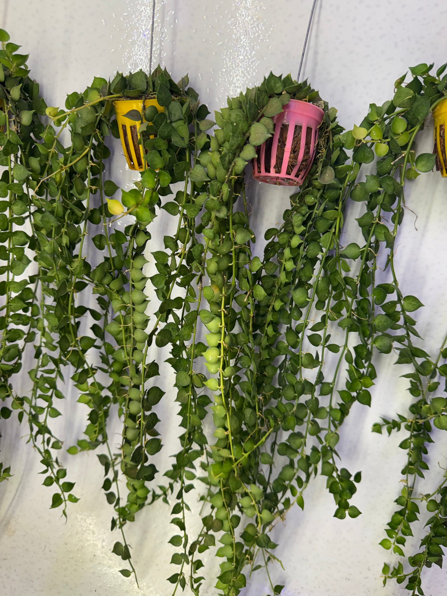 Dischidia Million Hearts (Pre-Order)