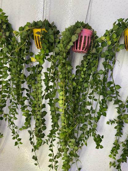 Dischidia Million Hearts (Pre-Order)