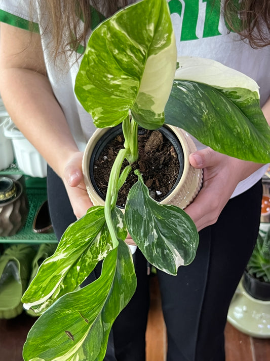 Monstera Lechleriana Variegated