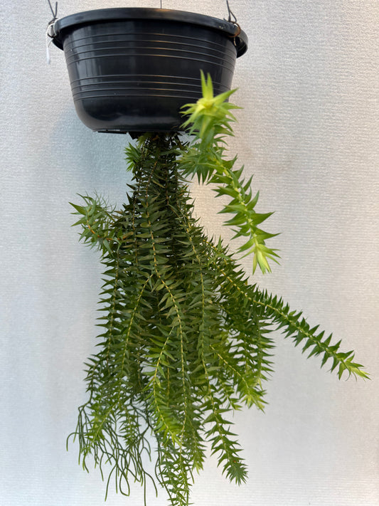 Huperzia Phlegmaria (Pre-Order)