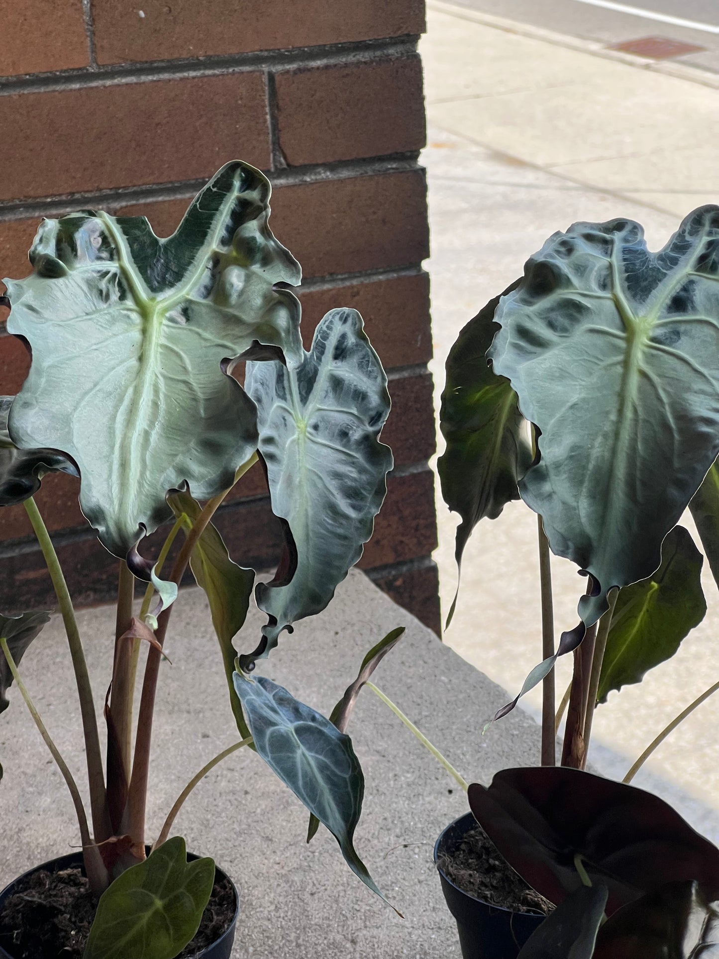 Alocasia Venom