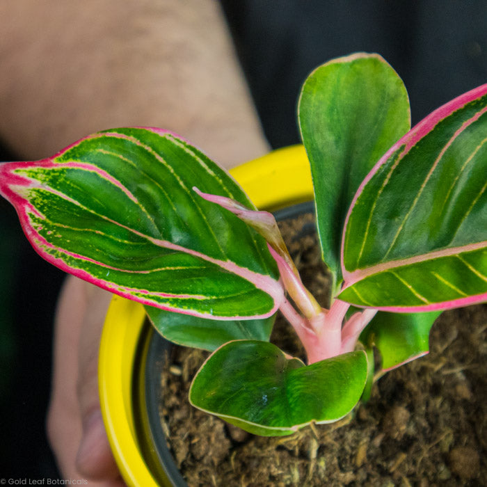 Aglaonema Khanza leaves with pink leaf tips