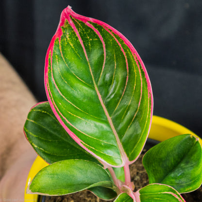 Aglaonema Khanza colors and patterns