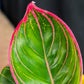 Aglaonema Khanza For sale in ontario