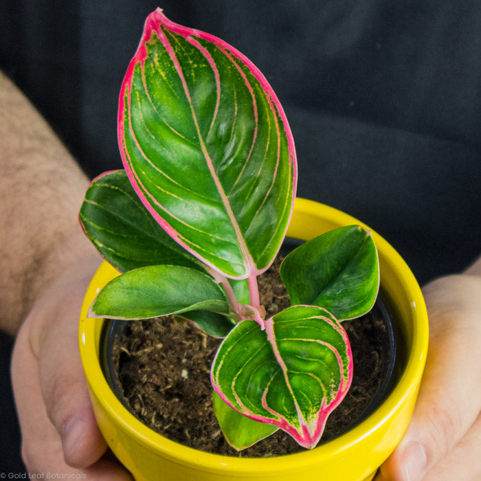 Aglaonema Khanza Held in a yellow pot