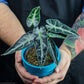 Alocasia Bambino Being Held By an plant lover