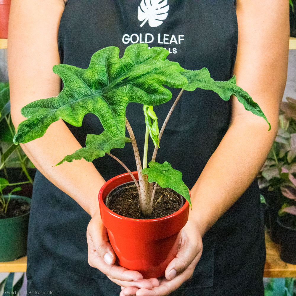Woman holding an Alocasia Jacklyn plant in a plant store in Waterloo Ontario