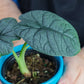 Alocasia Melo leaf up close