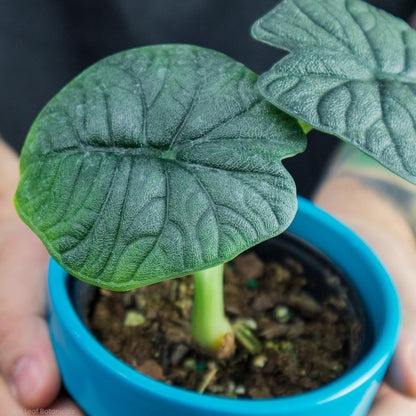 Alocasia Melo for sale in ontario