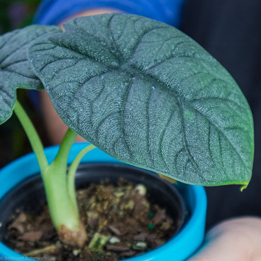 Alocasia Melo Up close being held by a plant store owner