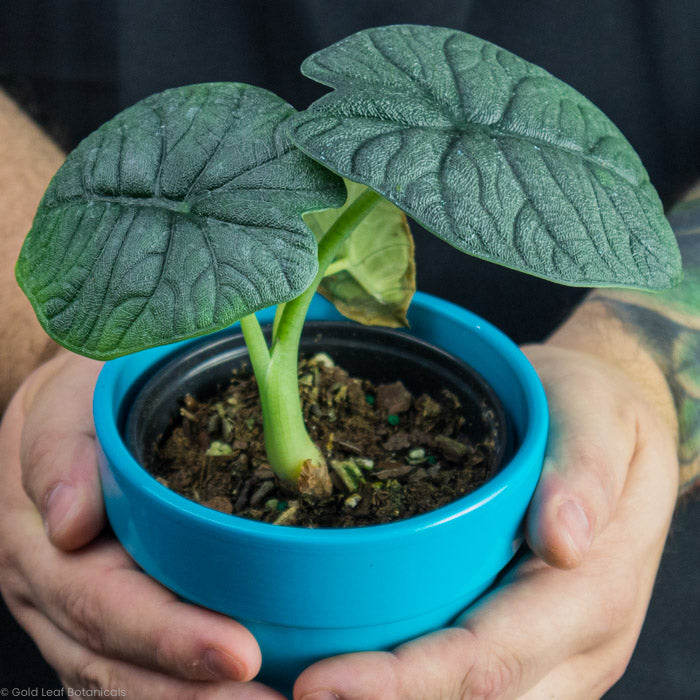 Alocasia Melo Up close being held by a plant store owner