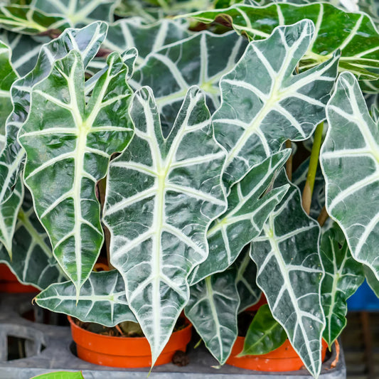 Alocasia 101: Mastering the Jewels of the Plant World