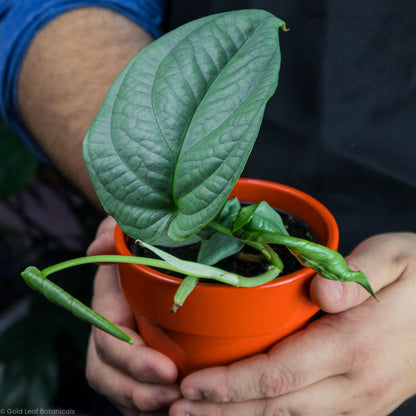 Amydrium Medium Silver Plant Being Help