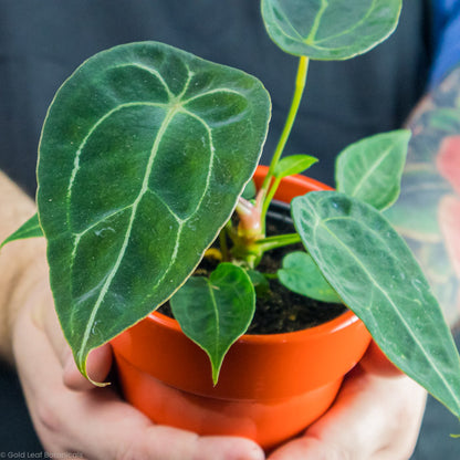 Anthurium Forgetii Plant For Sale in Ontario