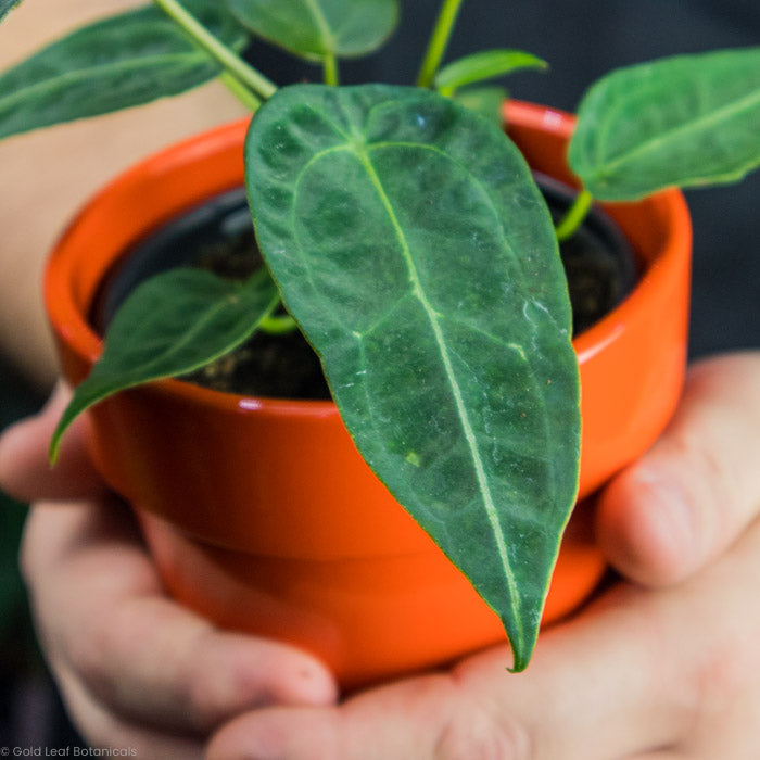 Anthurium Forgetii plant being held by a plant shop owner